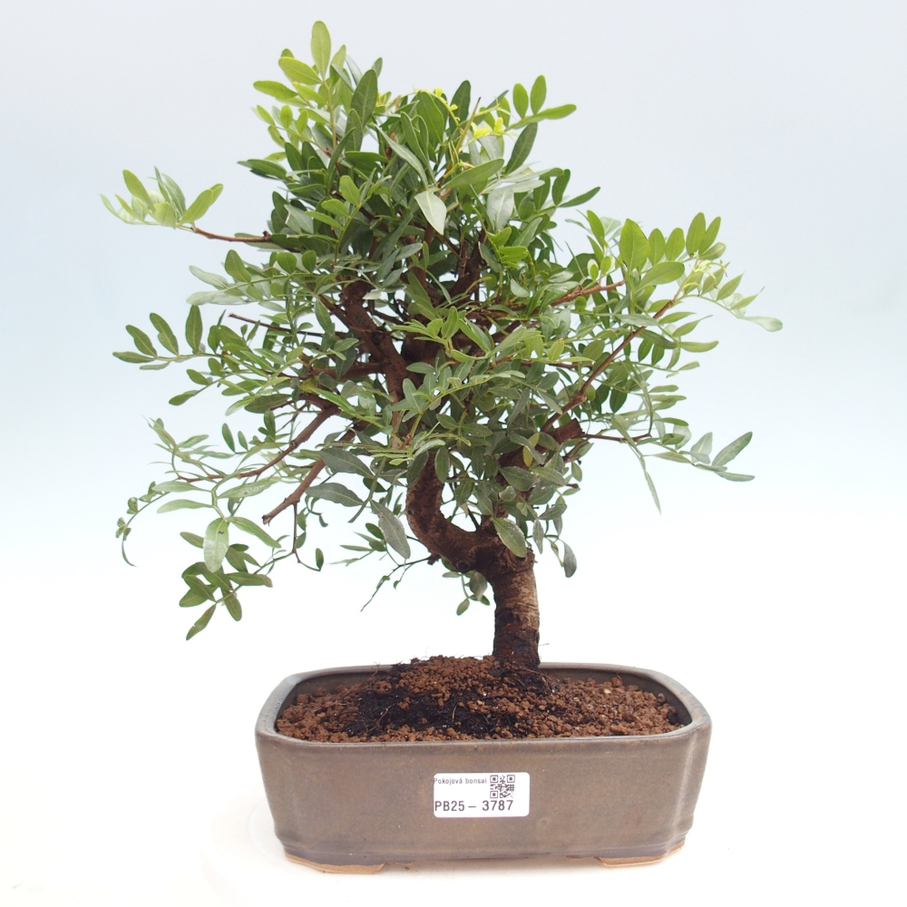 Bonsai pokojowe - Pistacja