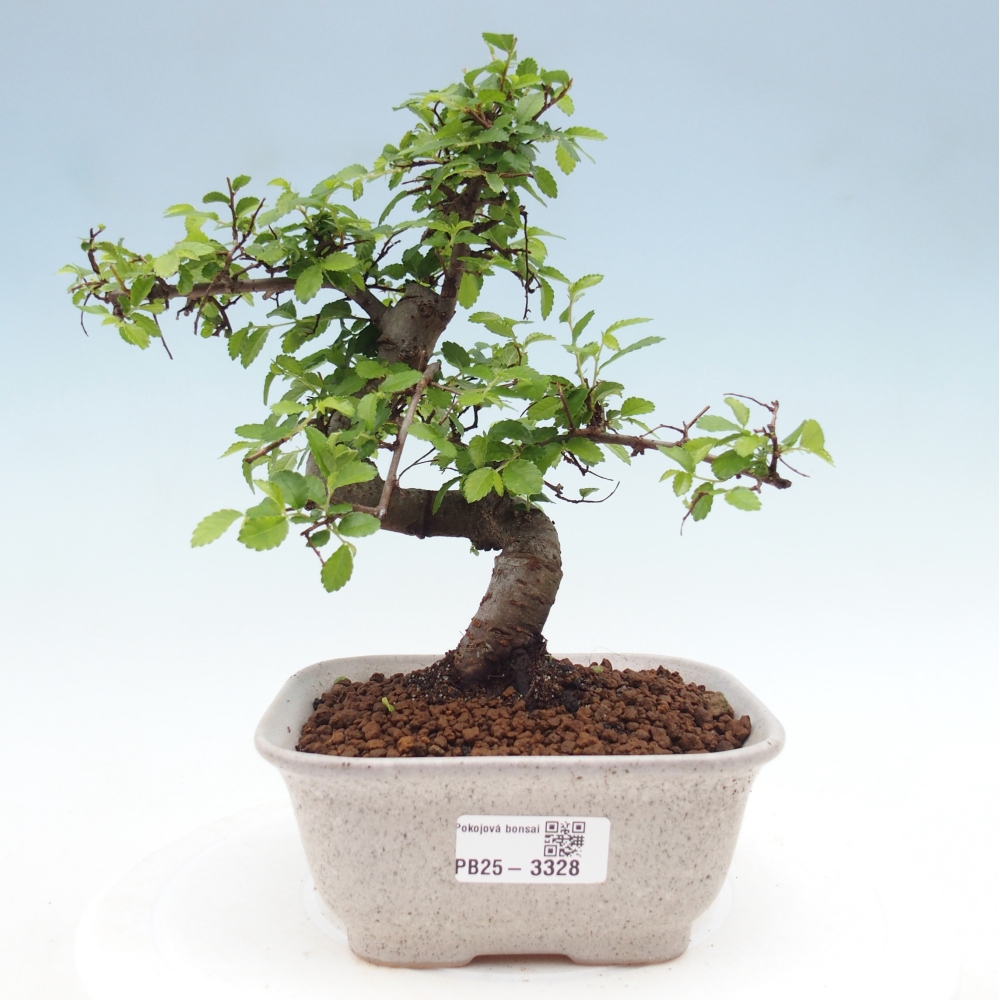 Pokój bonsai - Ulmus parvifolia - Wiąz drobnolistny