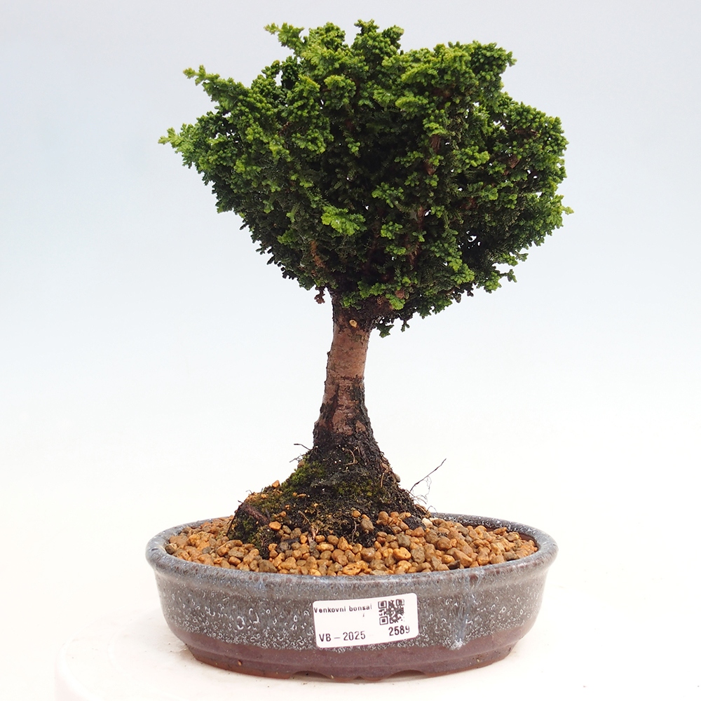 Bonsai zewnętrzne - Cham. obtusa SEKKA HINOKI - Cyprys