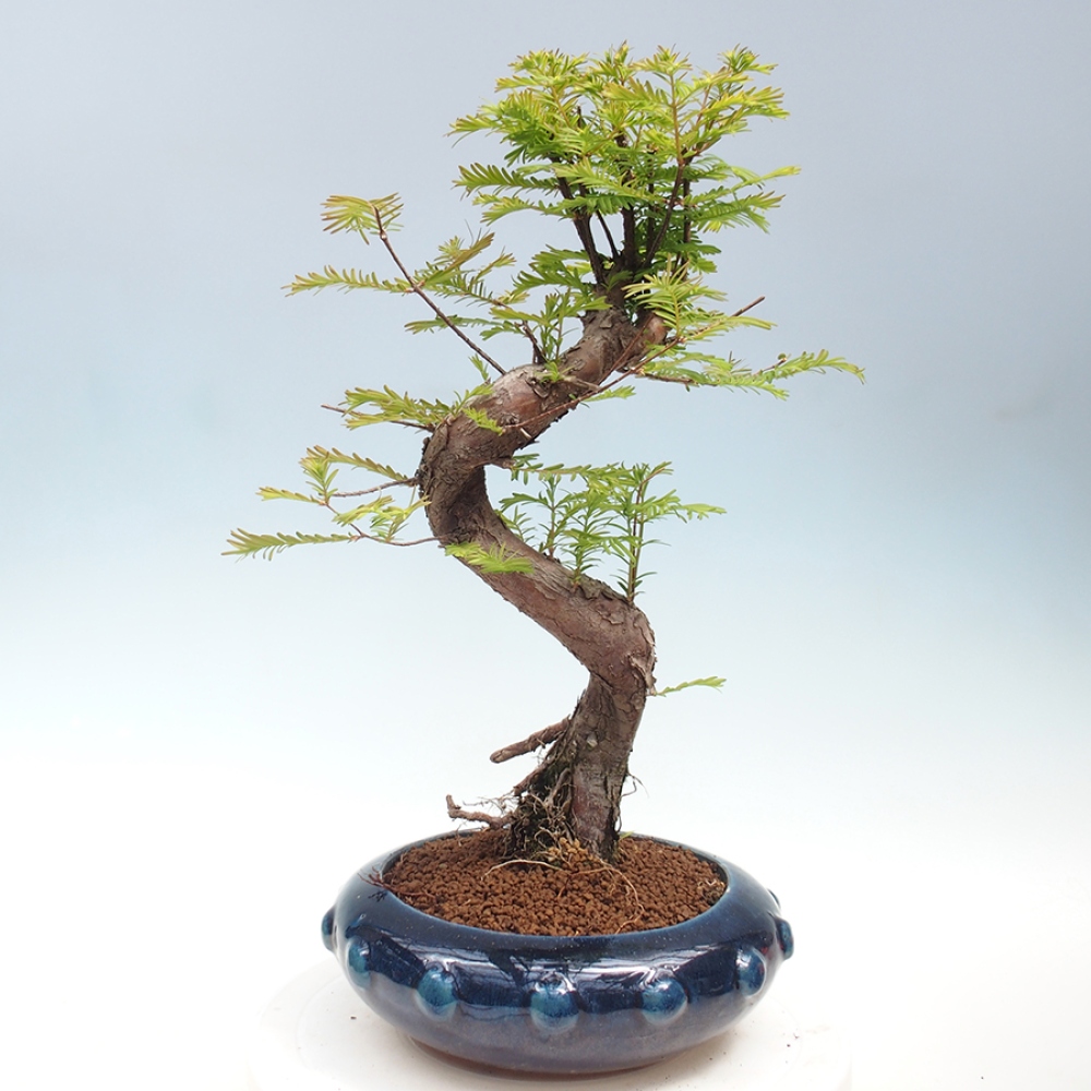 Outdoor bonsai - Metasequoia glyptostroboides - chińskie metasekvoje