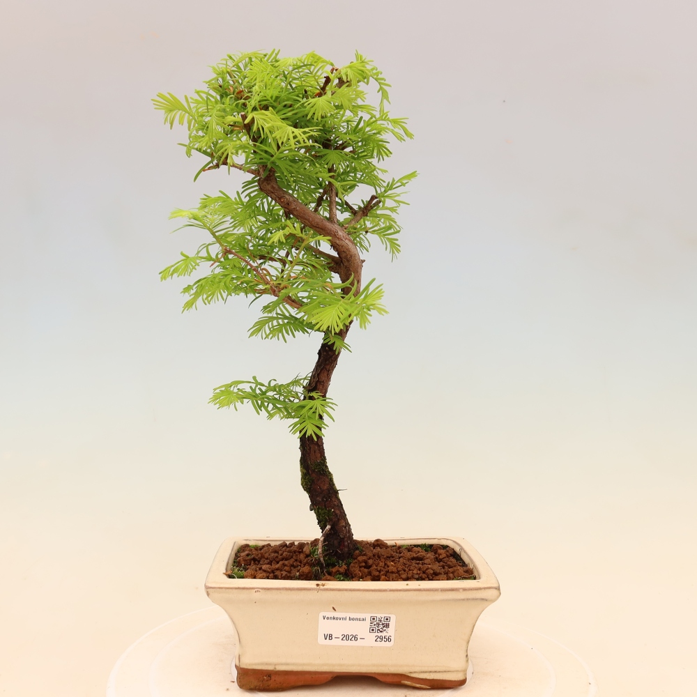 Outdoor bonsai - Metasequoia glyptostroboides - Metasekwoja chińska