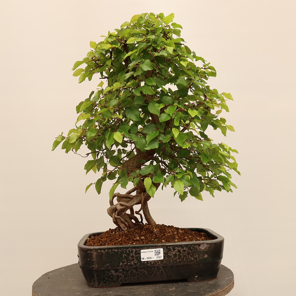 Bonsai plenerowe - Carpinus Coreana - grab koreański