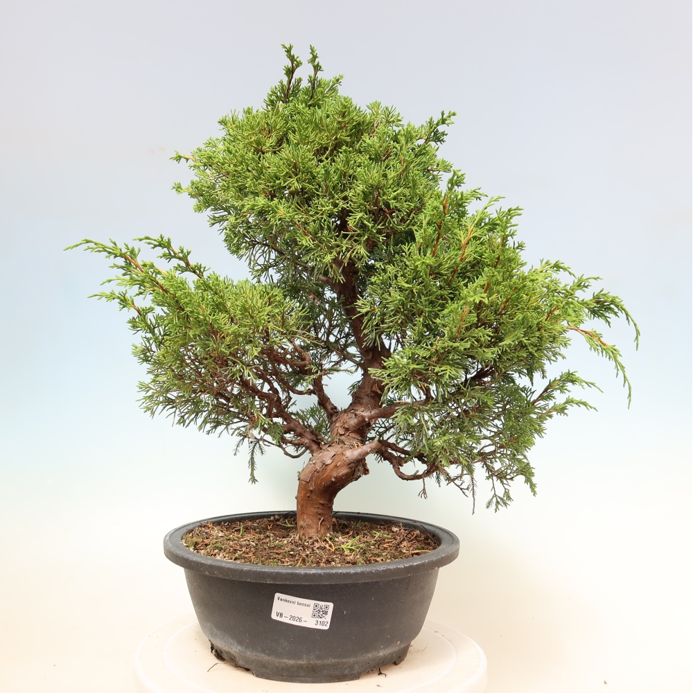 Bonsai ogrodowe – Juniperus chinensis Itoigawa – jałowiec chiński