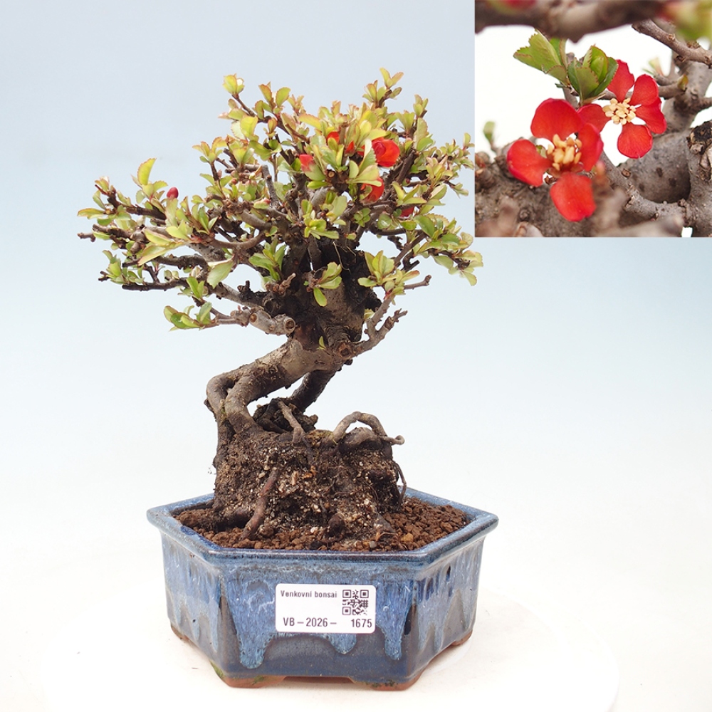 Bonsai zewnętrzne - Chaneomeles speciosa - Pigwa