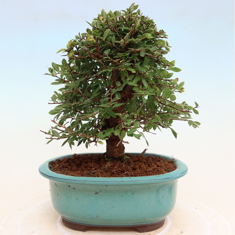 Bonsai zewnętrzne - Zelkova - Zelkova NIRE