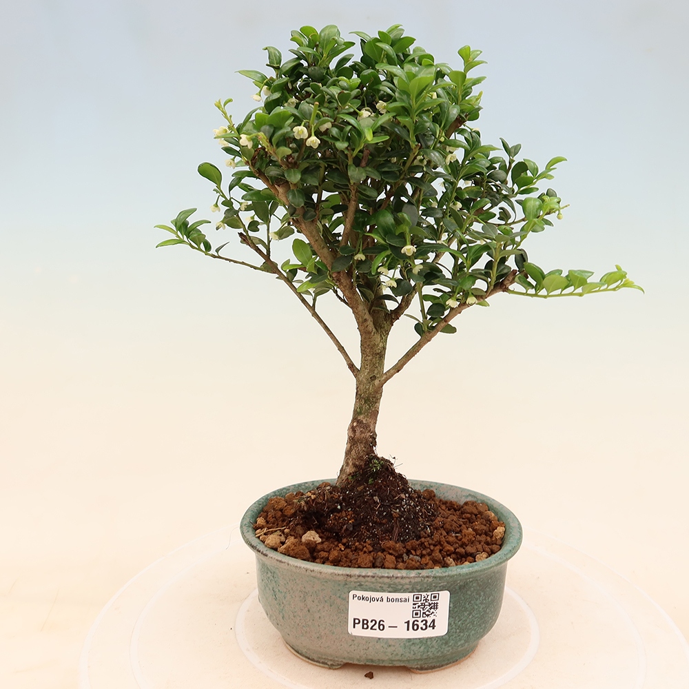 Pokój bonsai - Ilex crenata - Ostrokrzew