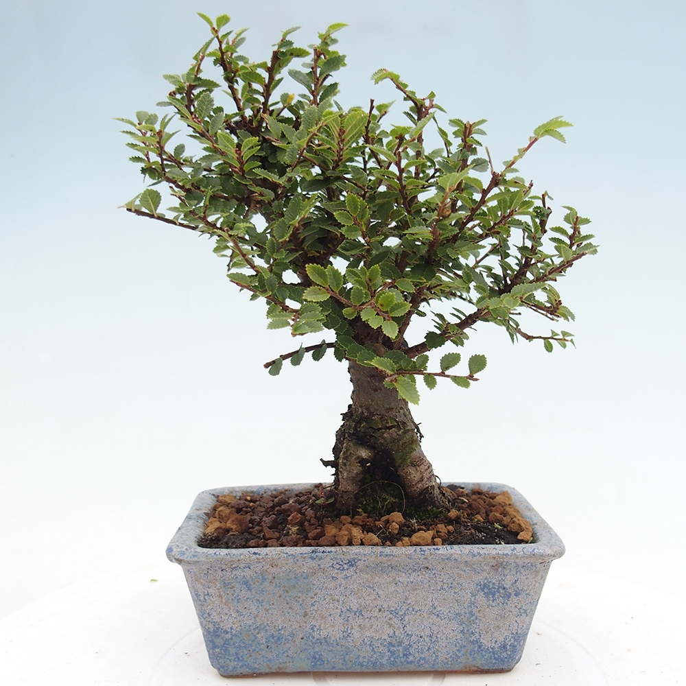 Bonsai zewnętrzne - Ulmus parvifolia Hokkaido - wiąz chiński