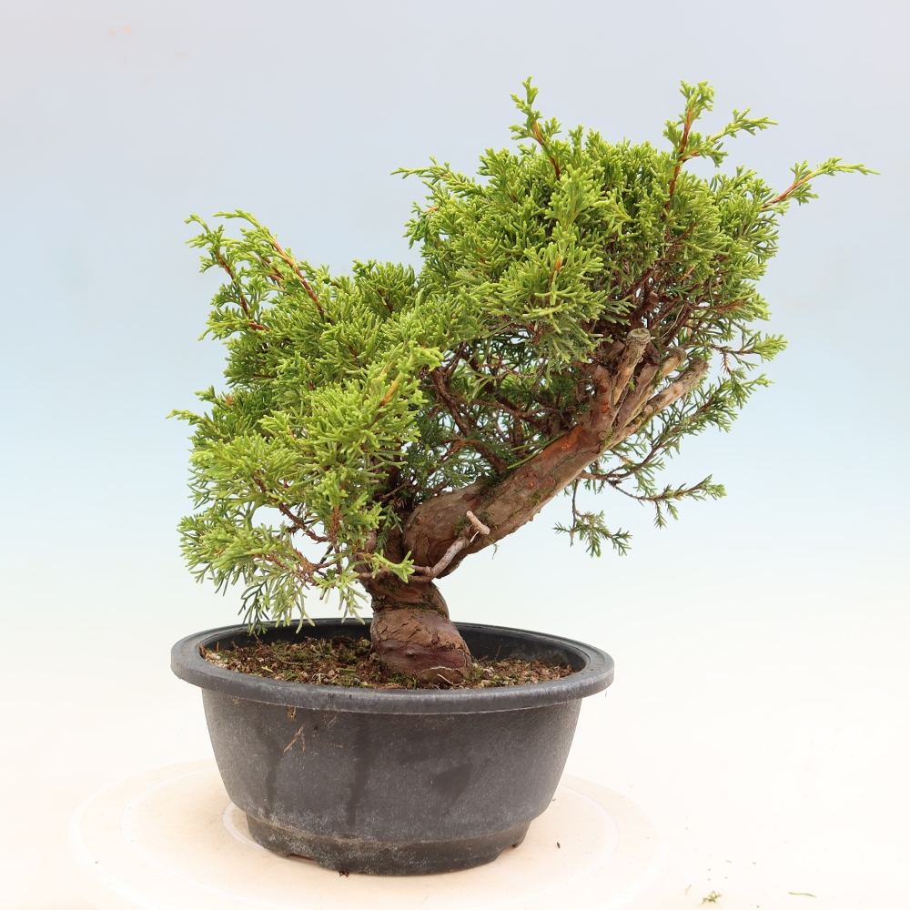 Bonsai ogrodowe – Juniperus chinensis Itoigawa – jałowiec chiński