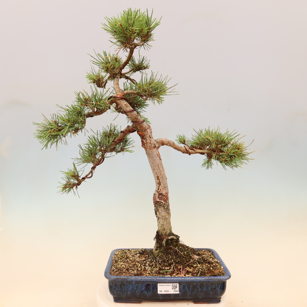 Bonsai ogrodowe – Pinus Sylvestris Watererri – sosna leśna