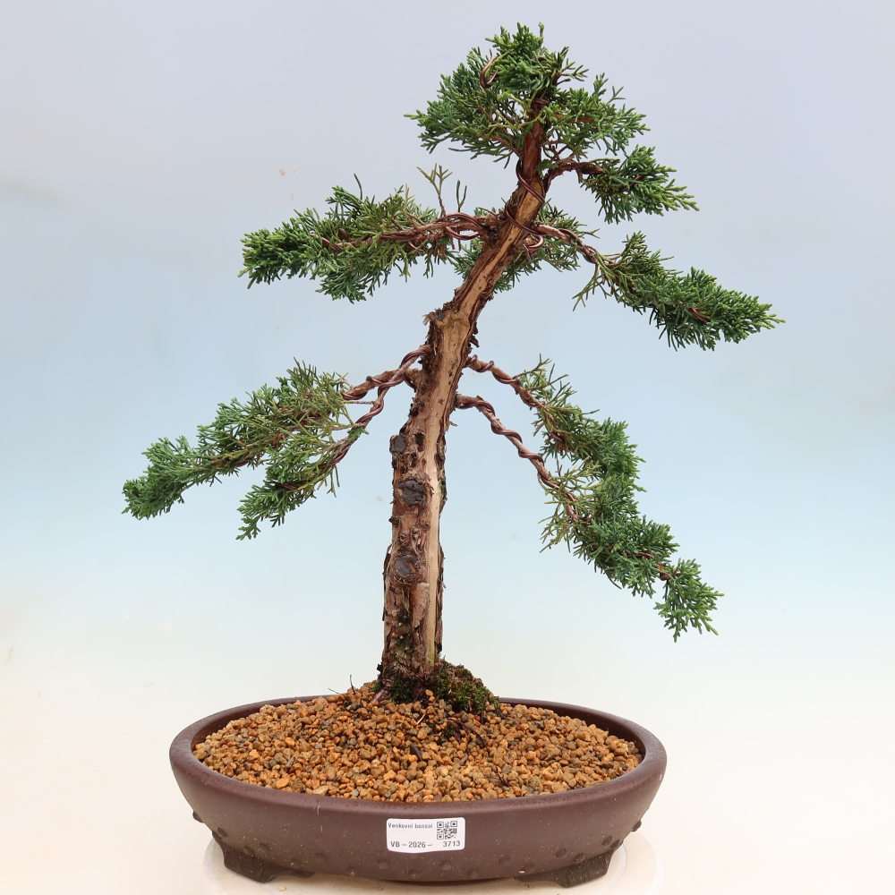 Outdoor bonsai - Juniperus chinensis Kishu