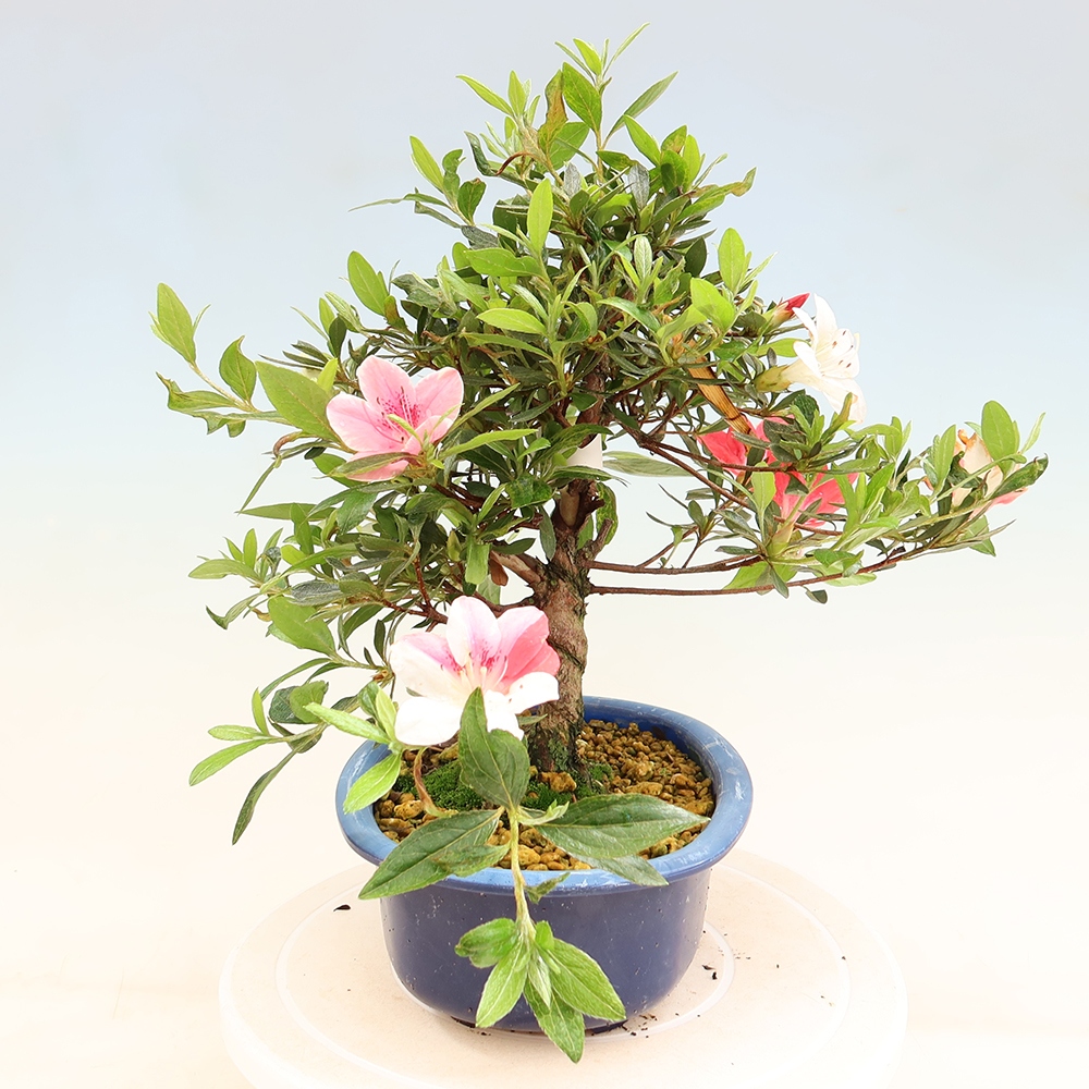 Bonsai zewnętrzne - Azalia japońska - Azalia Senhime