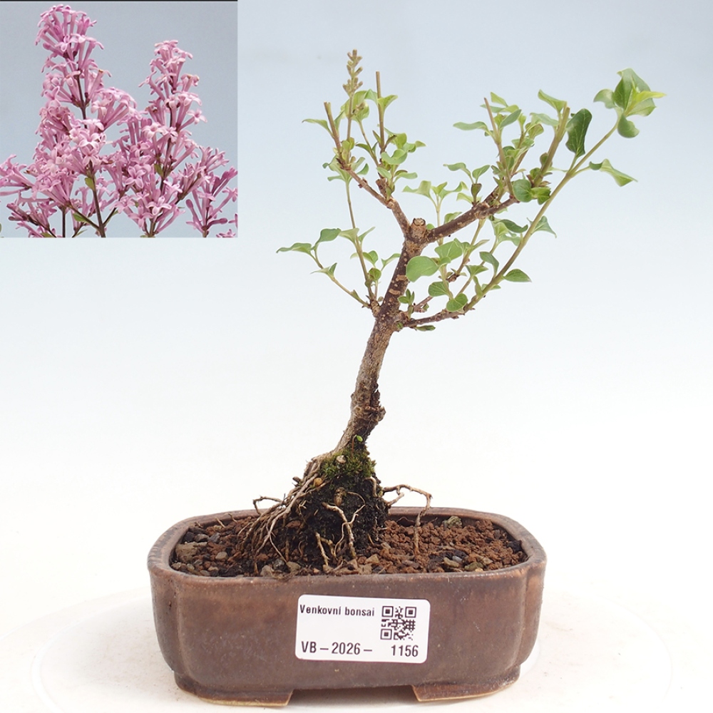 Outdoor bonsai - Syringa Meyeri Palibin - Lilak Meyera