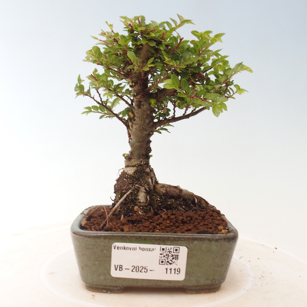 Bonsai zewnętrzne - Ulmus parvifolia Sagei - Wiąz drobnolistny