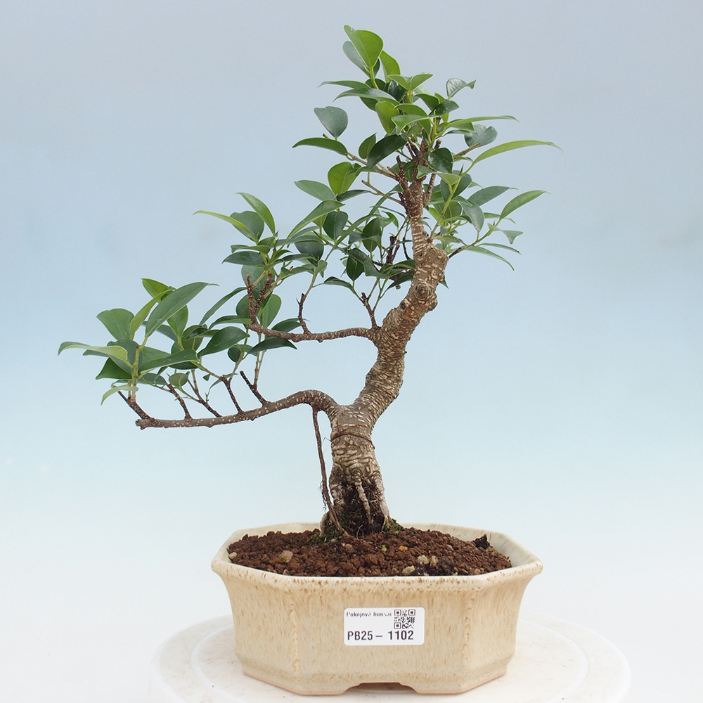 Kryty bonsai - Ficus retusa - figowiec drobnolistny