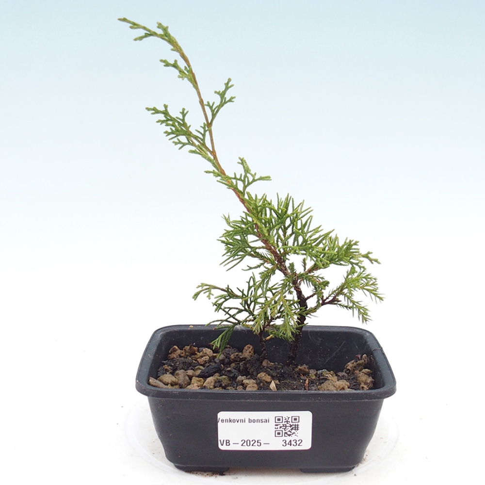 Outdoor bonsai - Juniperus chinensis Itoigawa - Jałowiec chiński