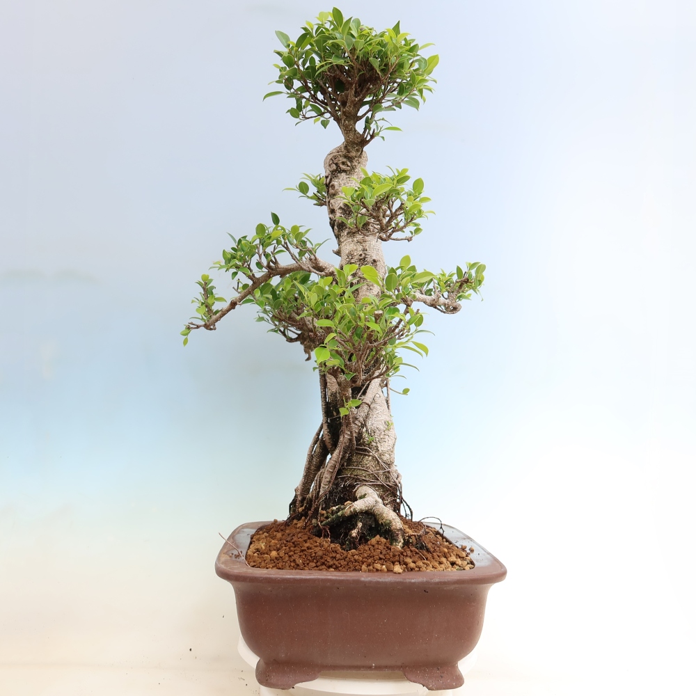 Pokój bonsai - Ficus kimmen - figowiec drobnolistny
