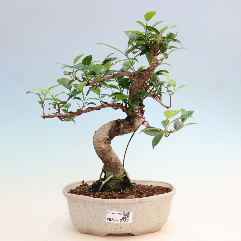 Pokój bonsai - Ficus kimmen - figowiec drobnolistny