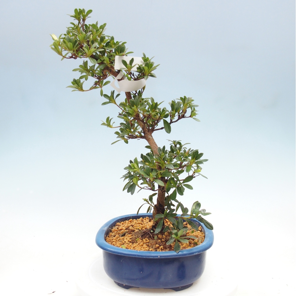 Bonsai zewnętrzne - Azalia japońska - Azalia Santoka