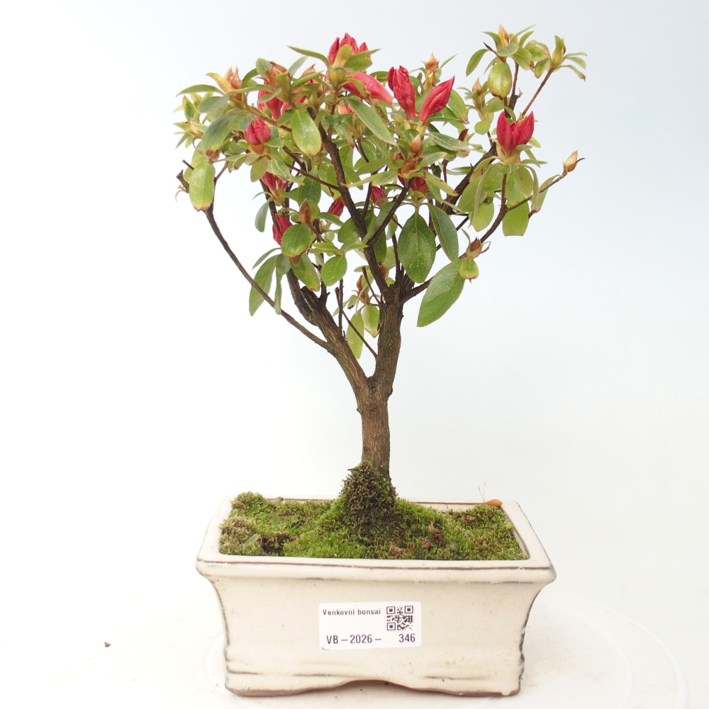 Outdoor bonsai - Azalia japońska - Azalea sp.