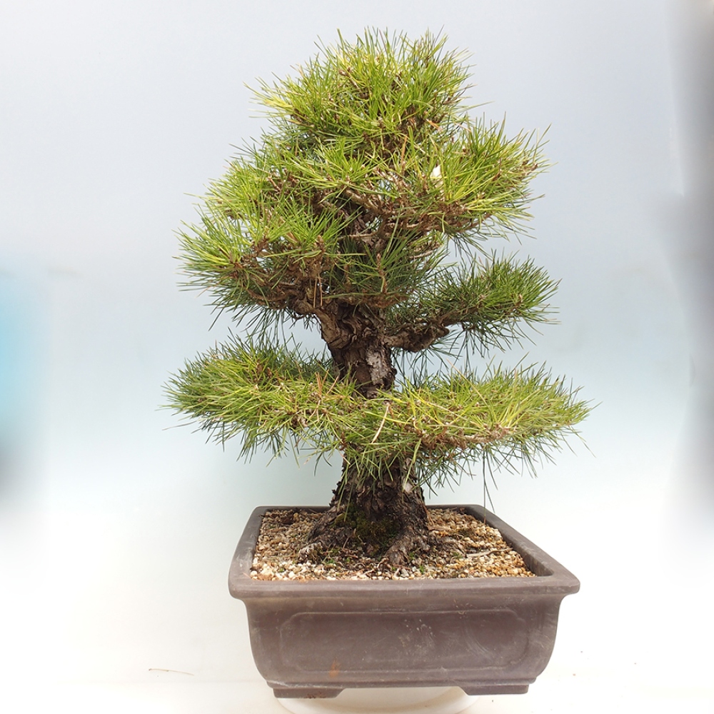 Outdoor bonsai - Pinus thunbergii - sosna Thunberga