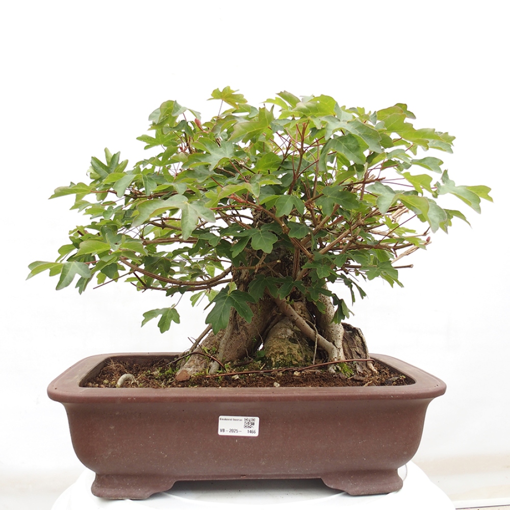 Bonsai zewnętrzne - Klon dziecięcy - Acer campestre
