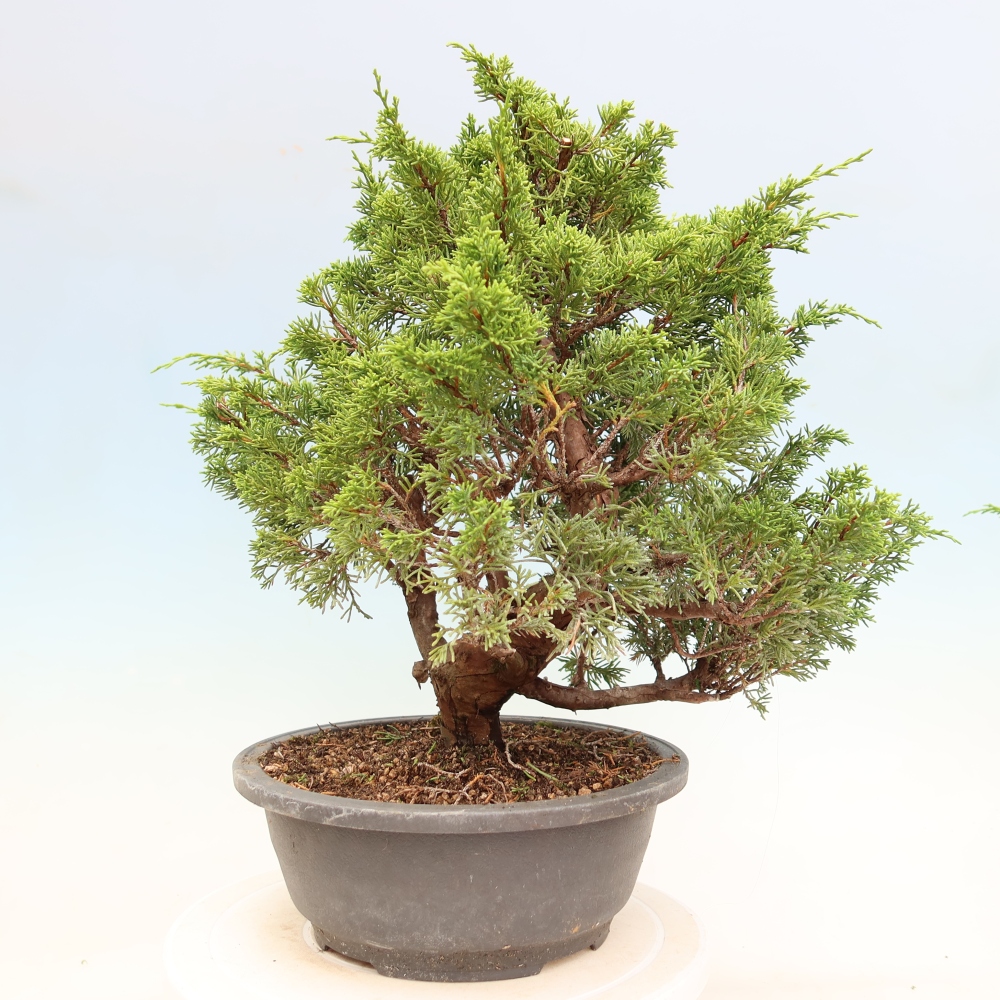 Bonsai ogrodowe – Juniperus chinensis Itoigawa – jałowiec chiński