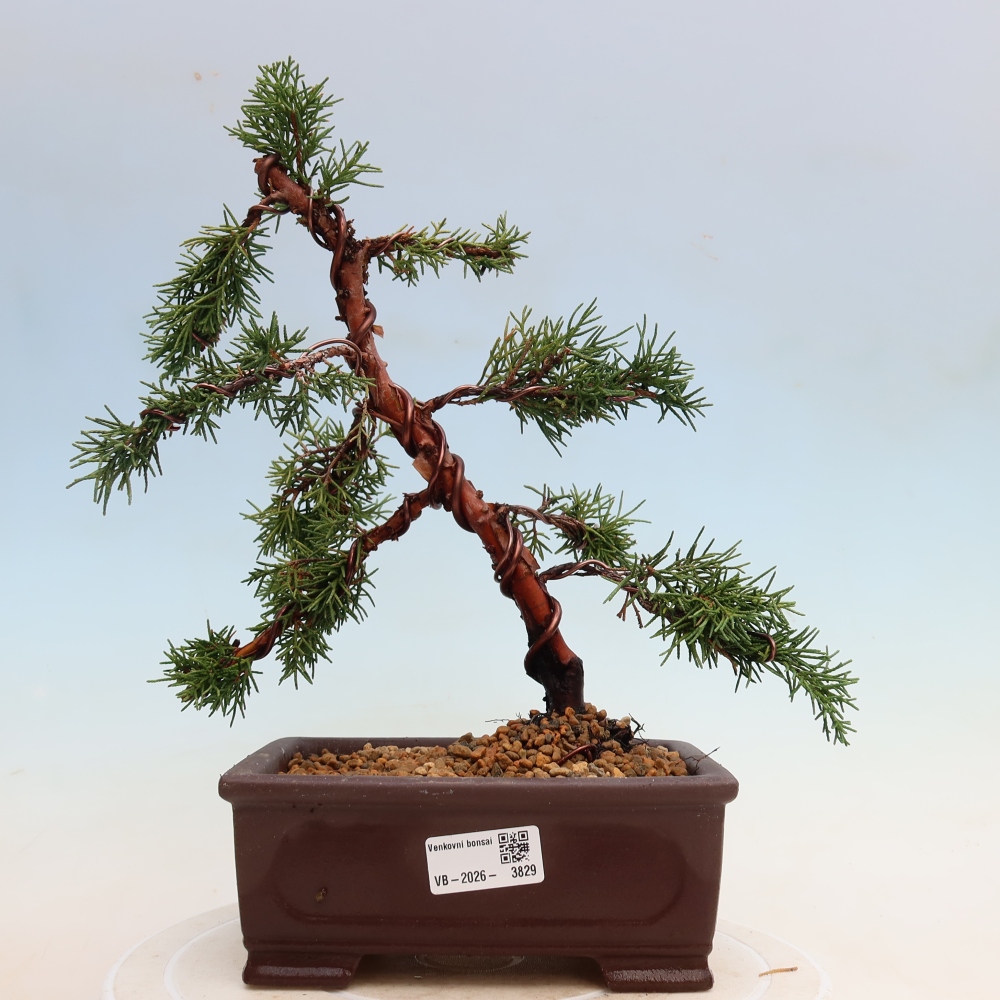 Outdoor bonsai - Juniperus chinensis Kishu
