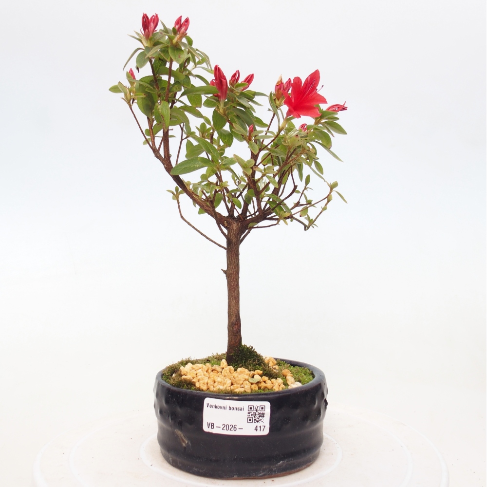 Outdoor bonsai - Azalia japońska - Azalea sp.