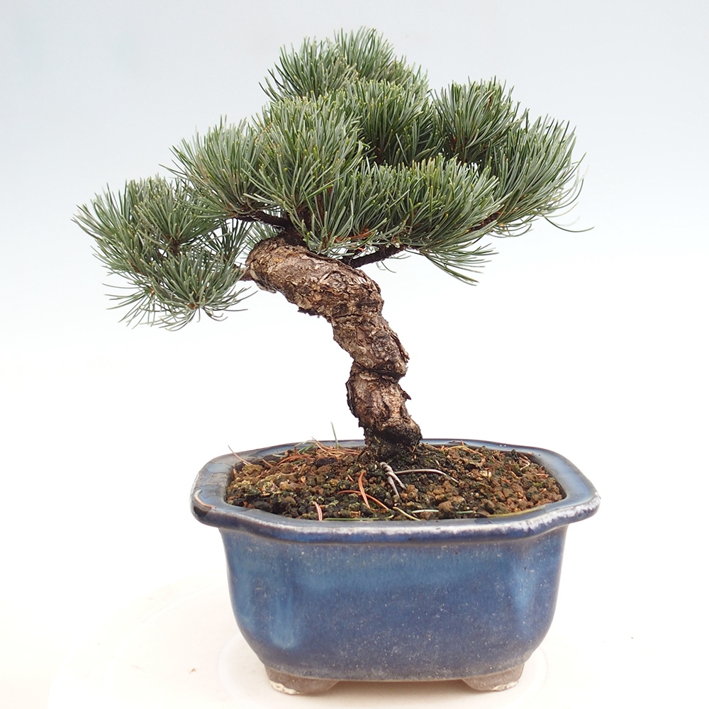 Outdoor bonsai - Pinus parviflora - Mała sosna