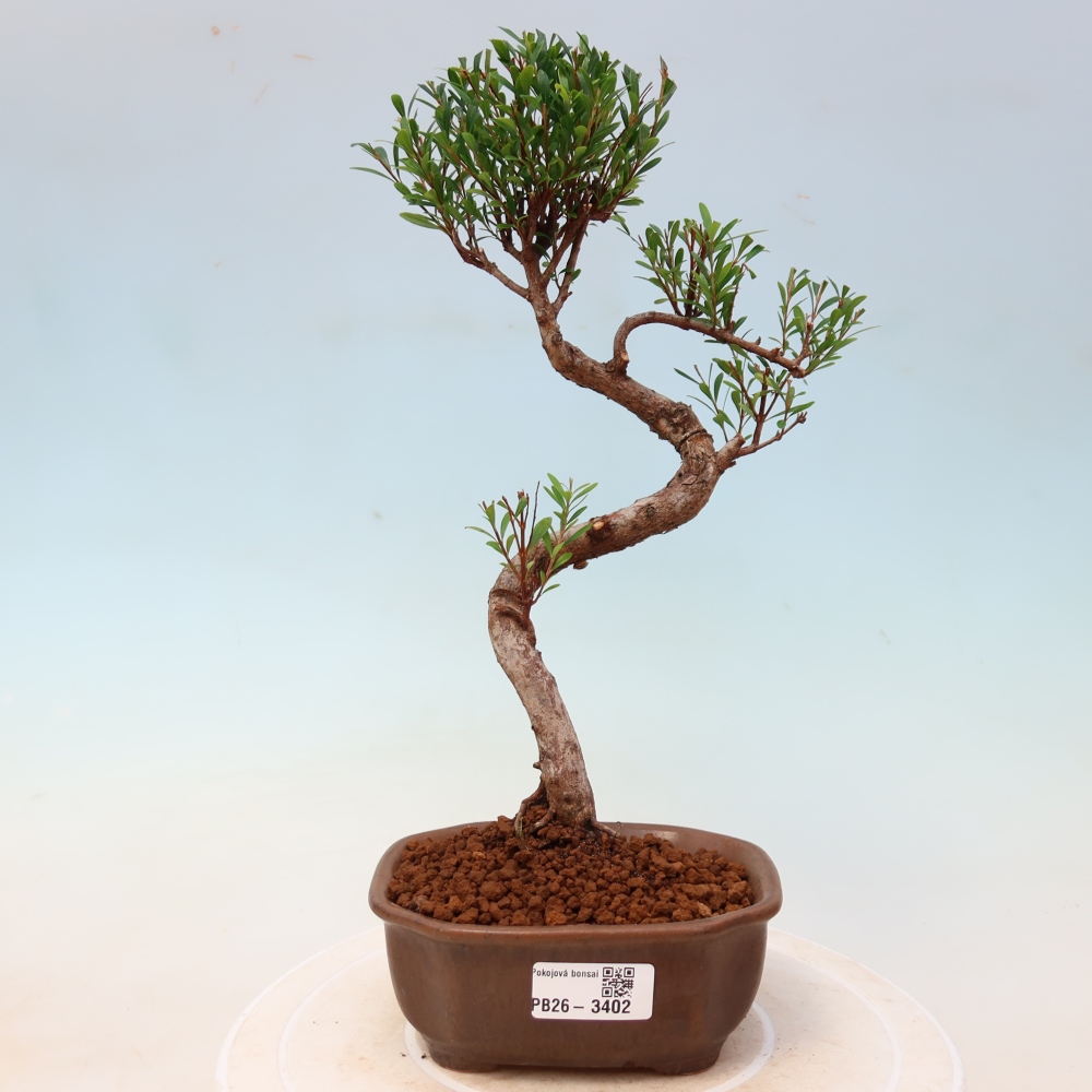 Pokój bonsai - Syzygium - Pimento
