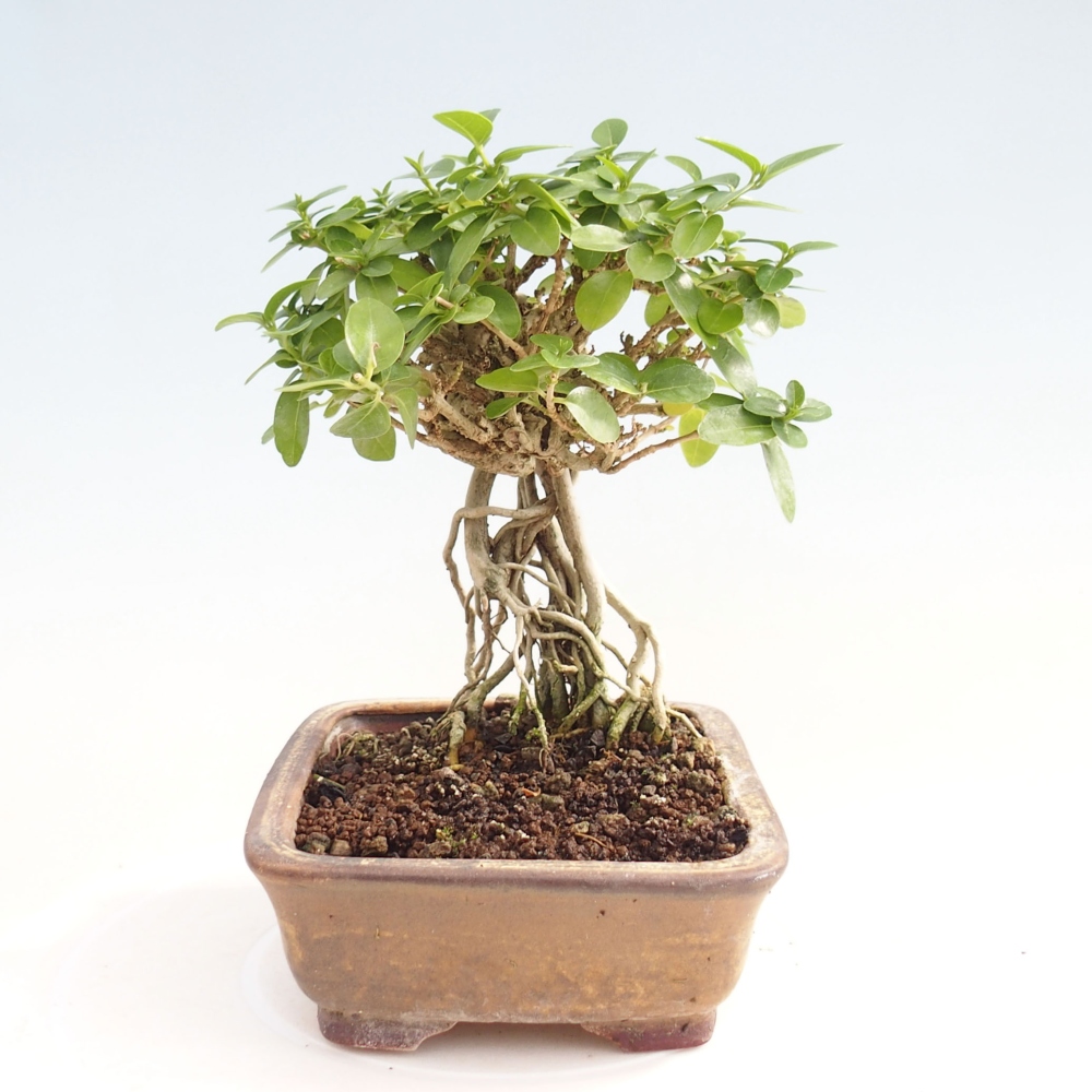 Bonsai wewnętrzne - Premna serratifolia - Kozlovon drobnolistny