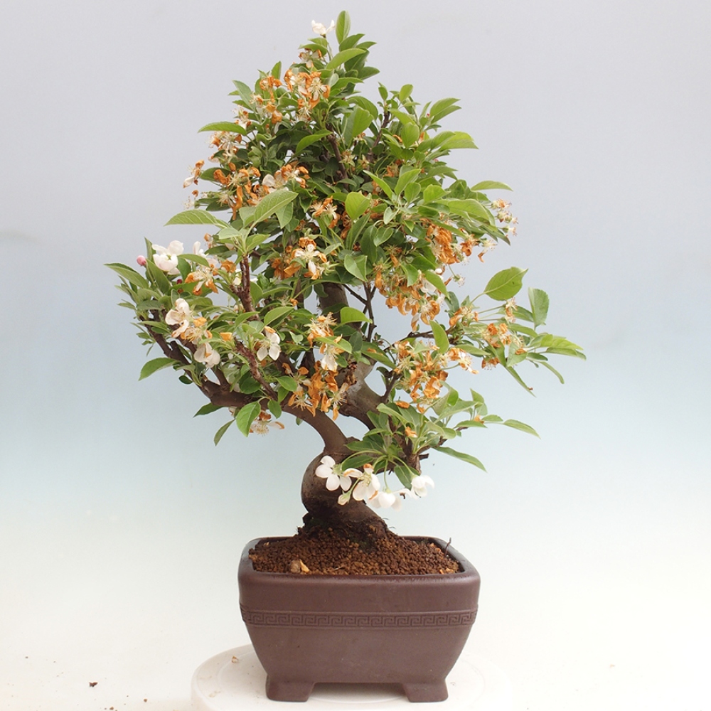 Bonsai plenerowe - Malus Halliana - Jabłoń drobnoowocowa