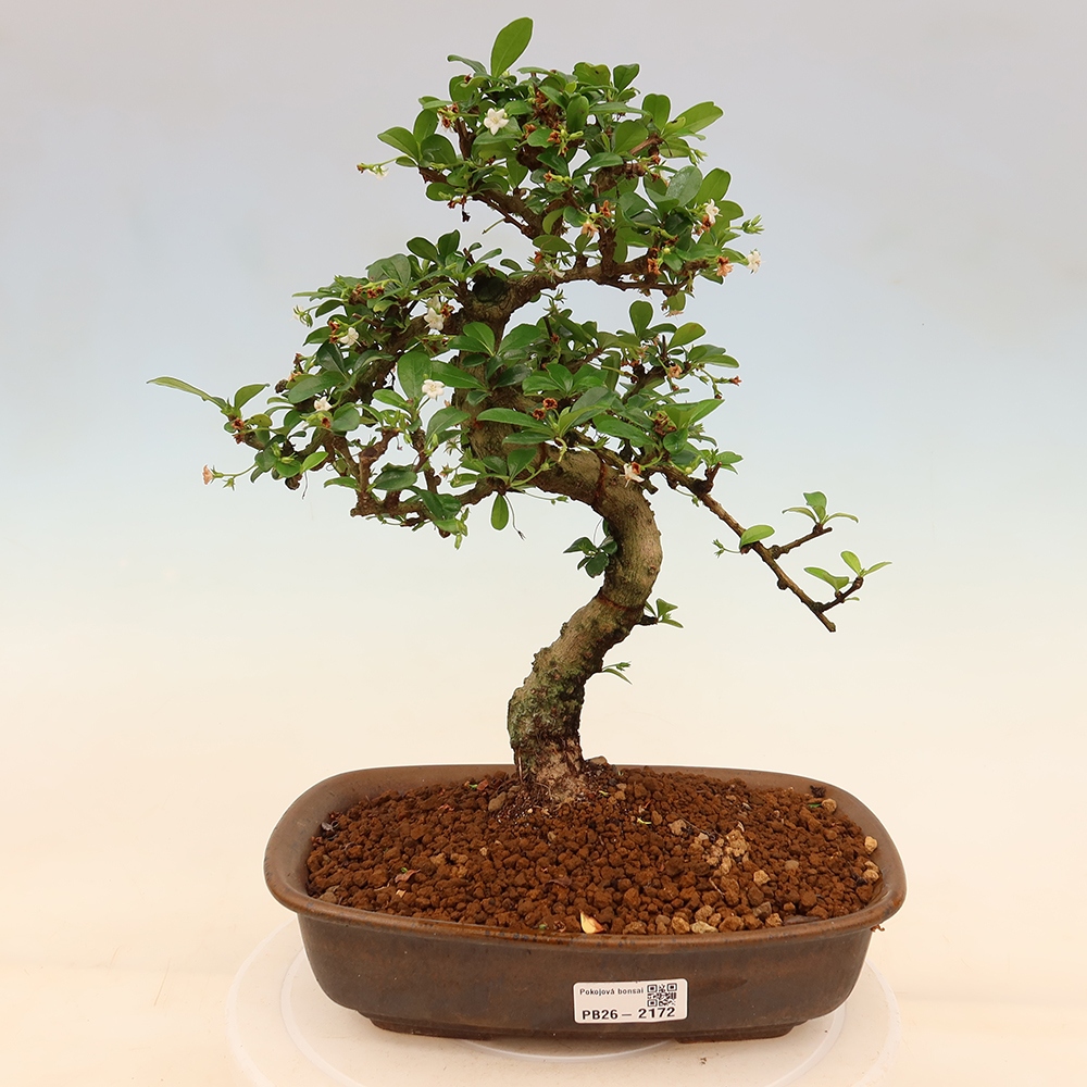 Bonsai pokojowe - Carmona macrophylla - Tea fuki