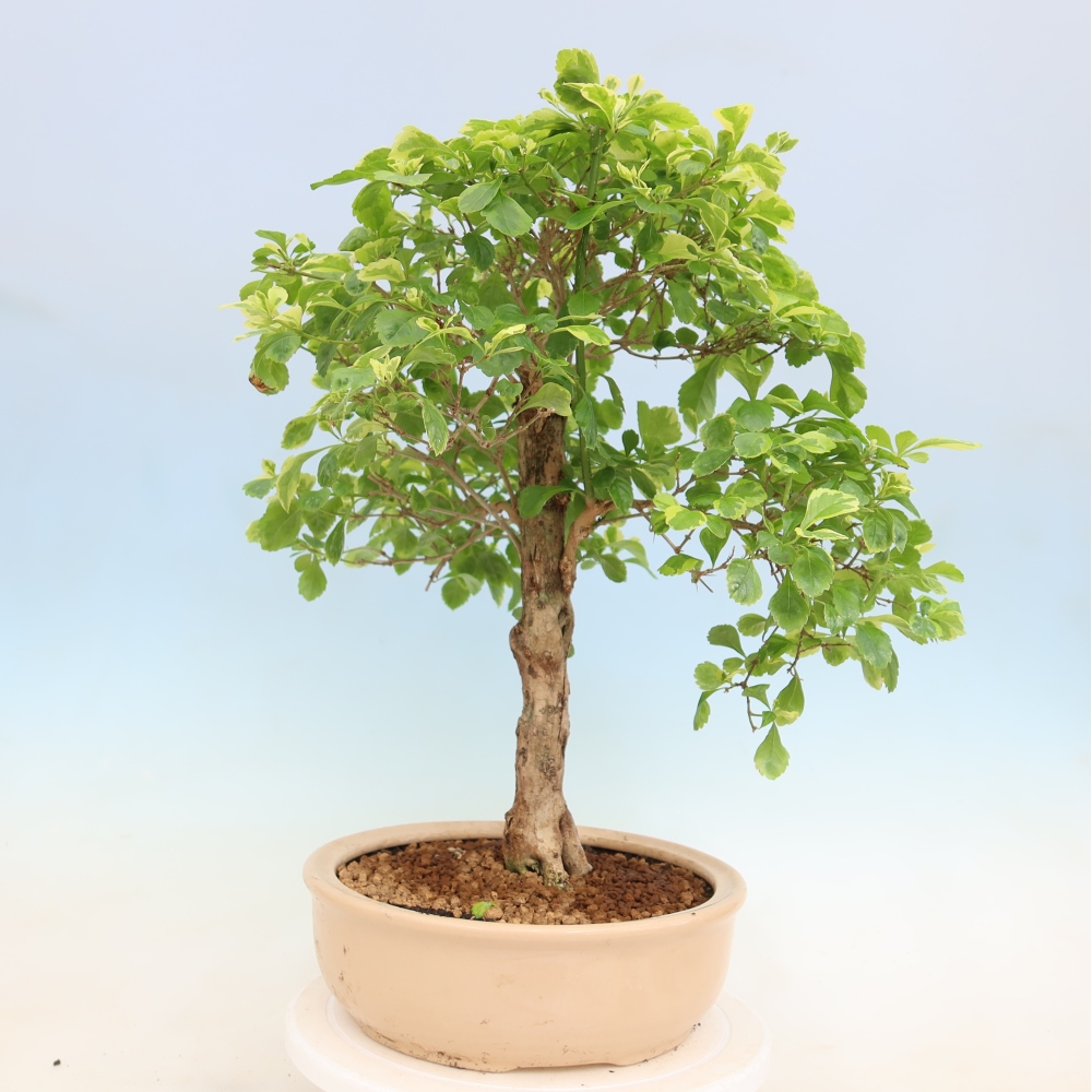 Bonsai pokojowe - Duranta erecta Aurea