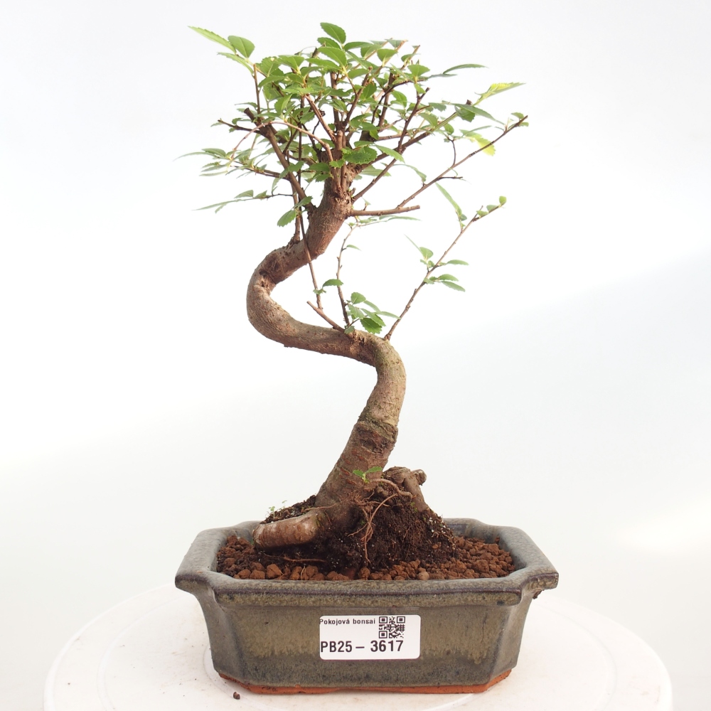Pokój bonsai - Ulmus parvifolia - Wiąz drobnolistny
