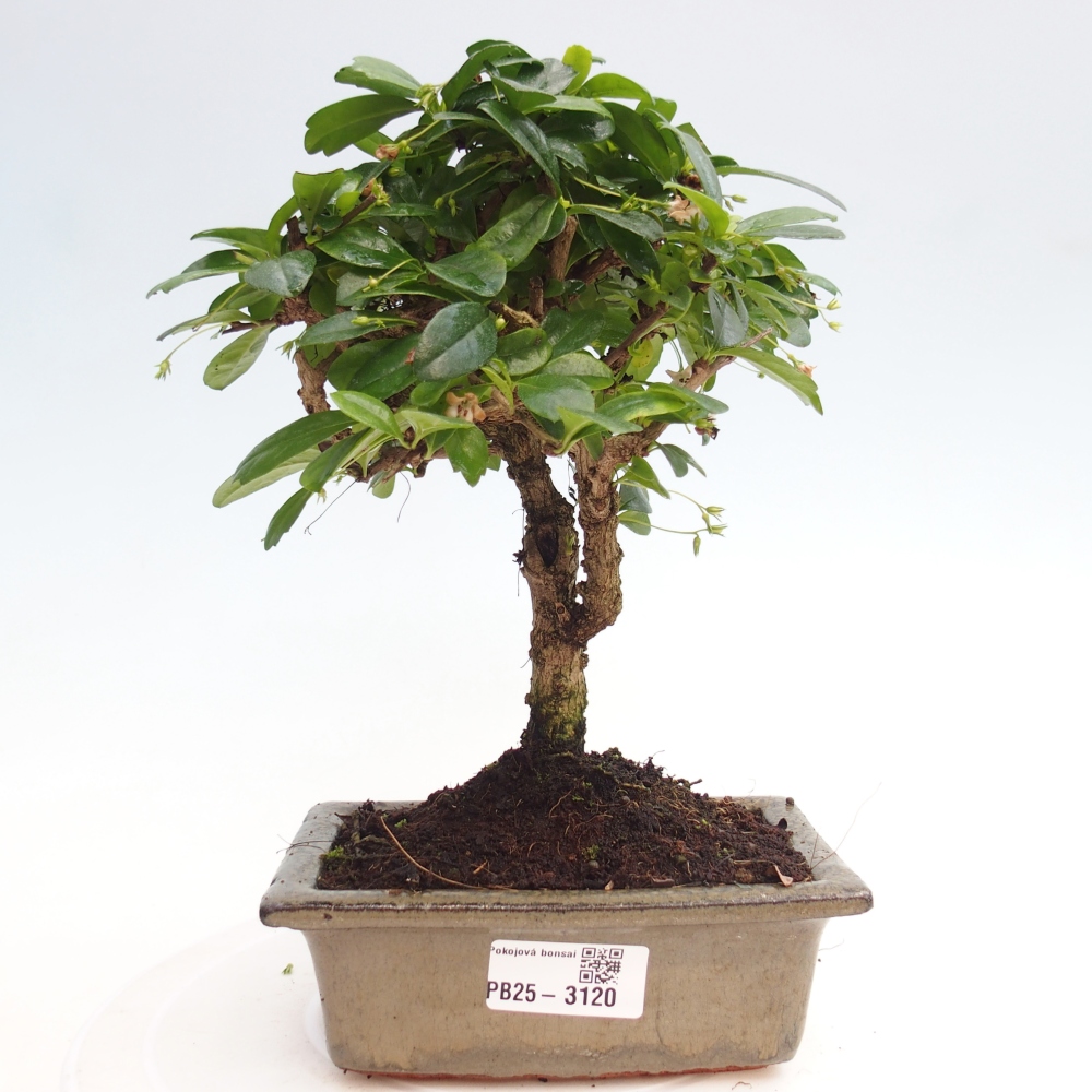 Bonsai wewnętrzne - Carmona makrophylla - Herbata Fuki