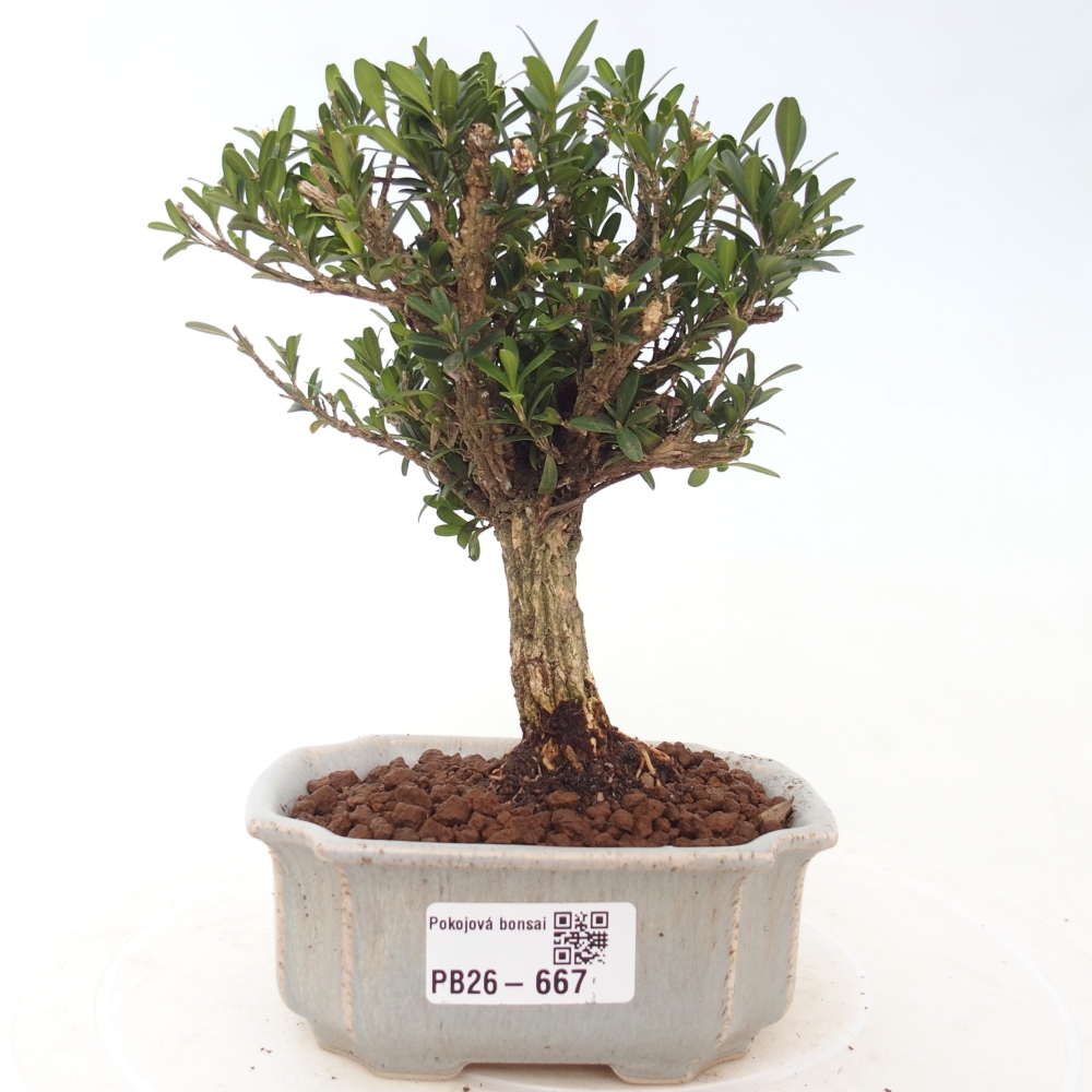 Pokój bonsai - Buxus harlandii - buxus korkowy