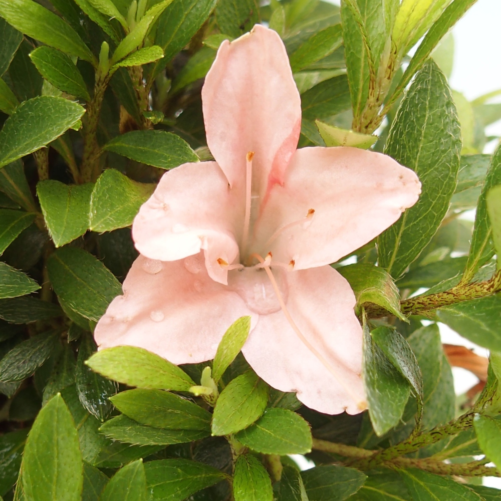 Bonsai ogrodowe - azalia japońska - Azalea Nikko