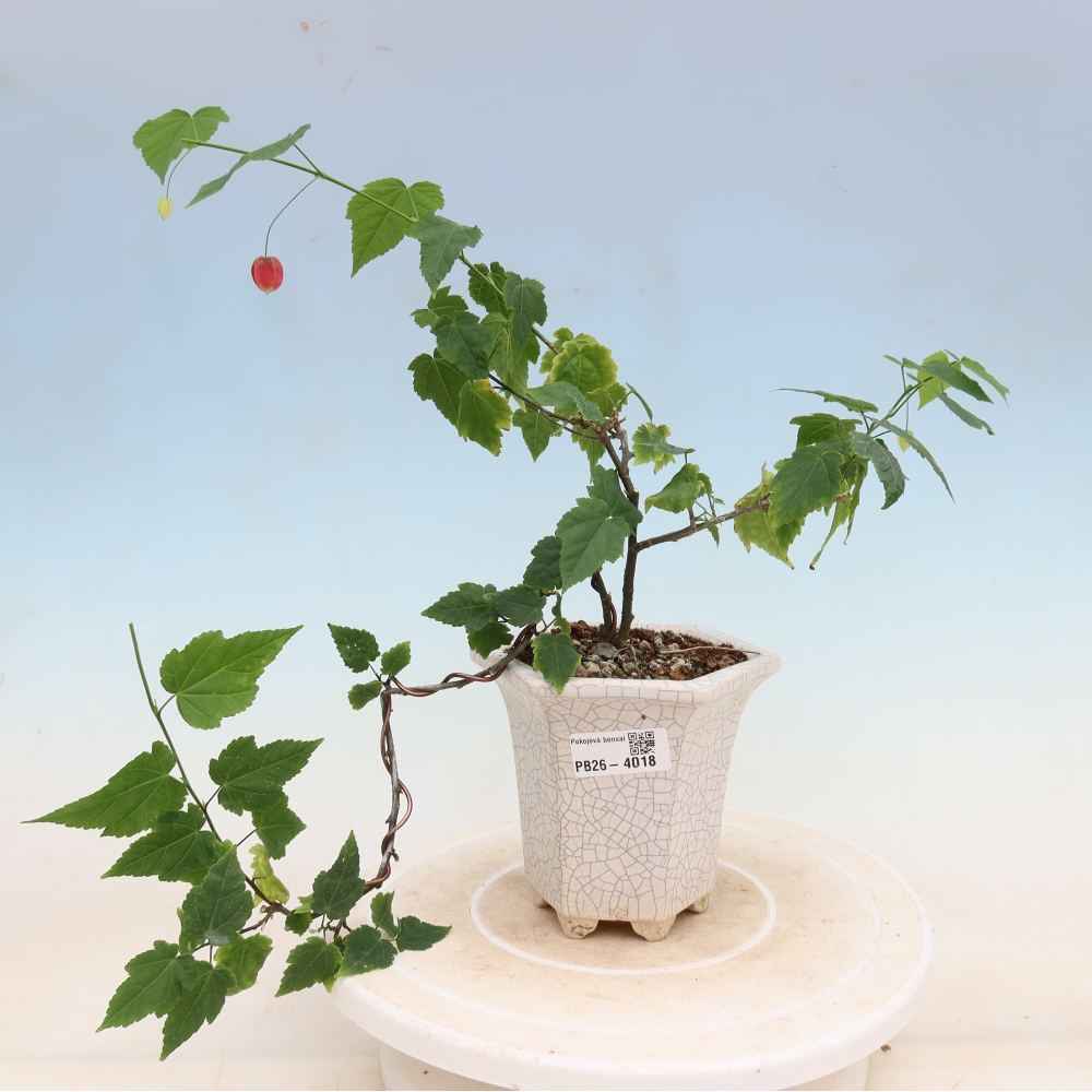 Bonsai domowe - Abutilon Big Bell - Cloudberry