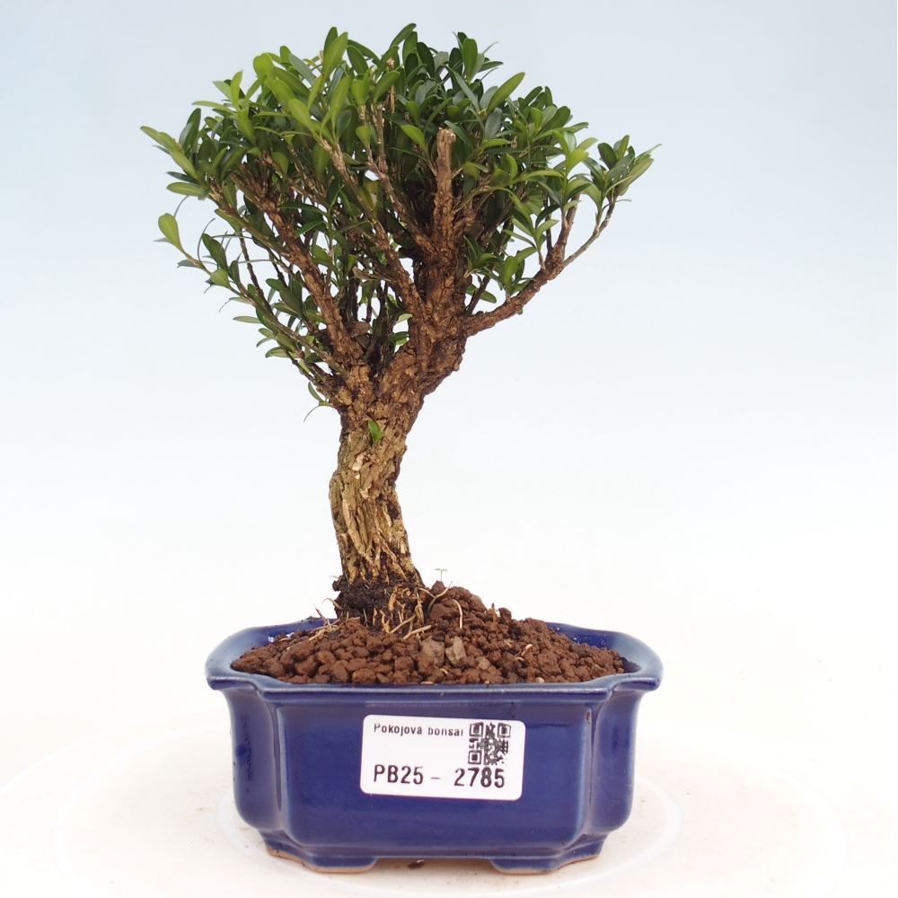 Pokój Bonsai - Buxus harlandii - Bukszpan korkowy