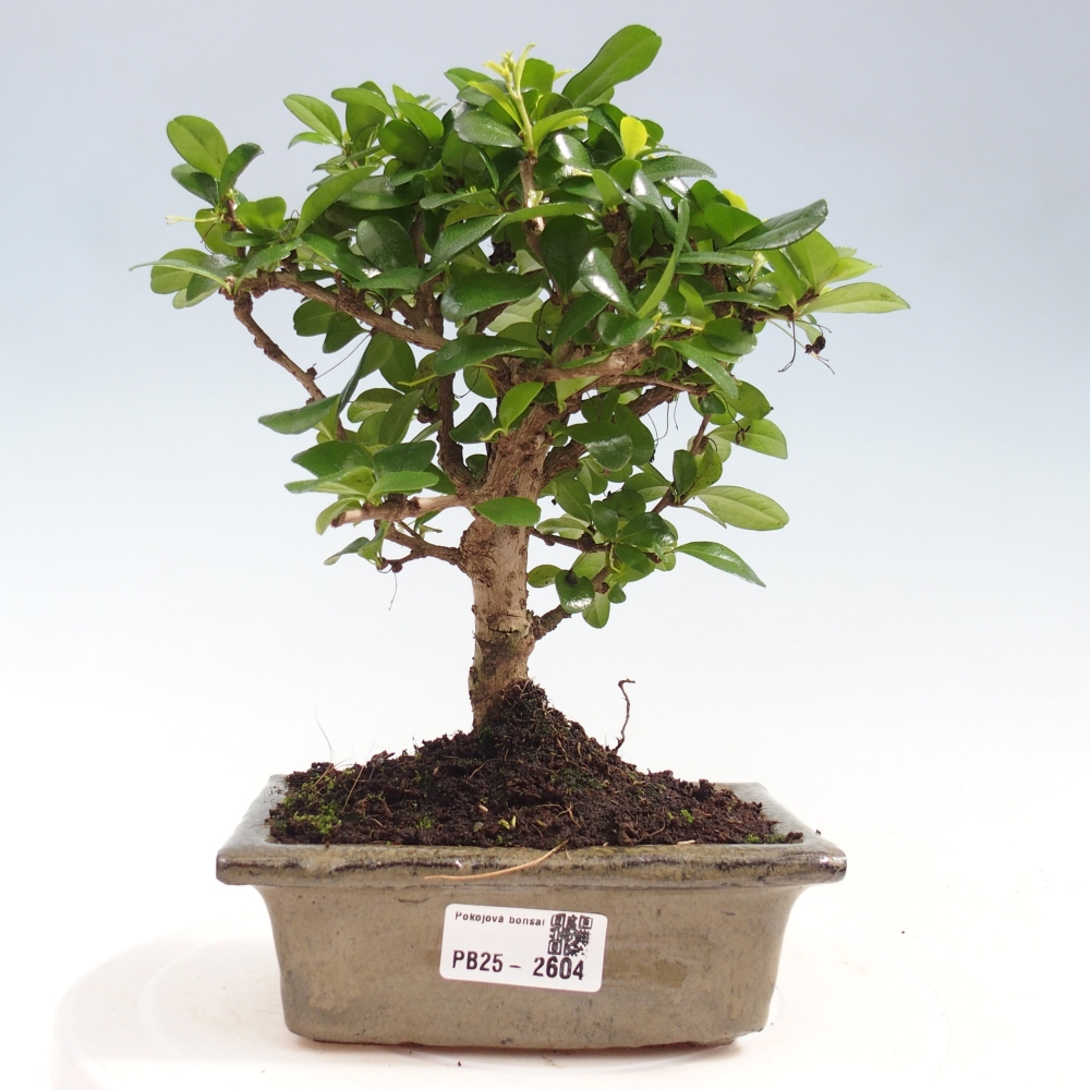 Bonsai wewnętrzne - Carmona makrophylla - Herbata Fuki