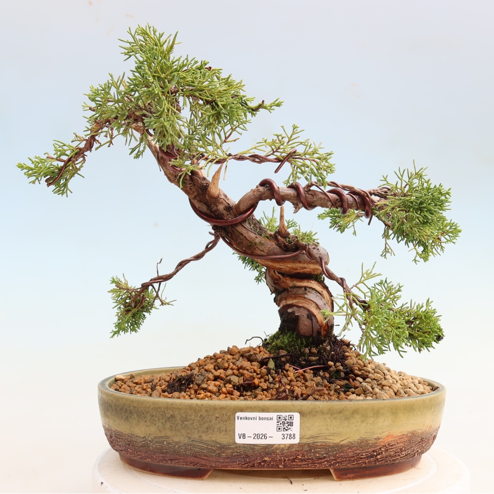Bonsai ogrodowe – Juniperus chinensis Itoigawa – jałowiec chiński