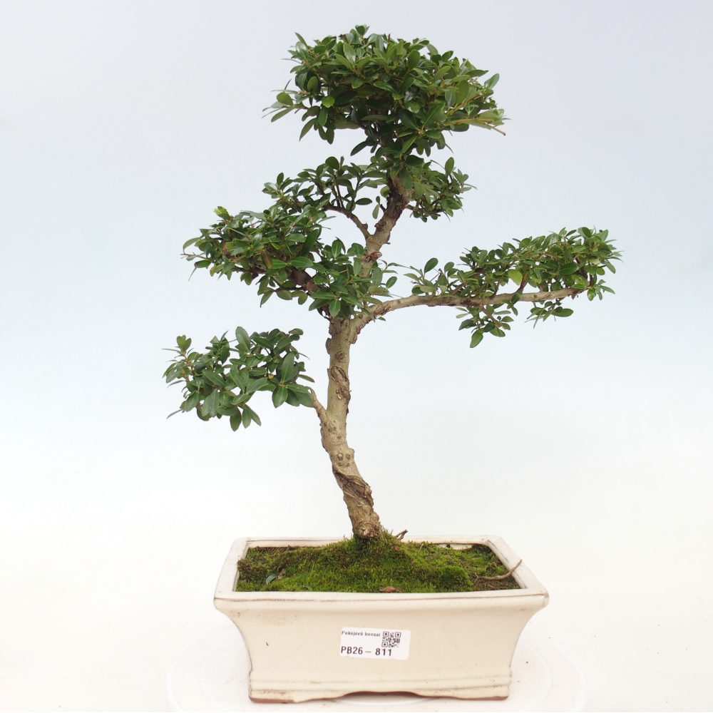 Pokój bonsai - Ilex crenata - Ostrokrzew