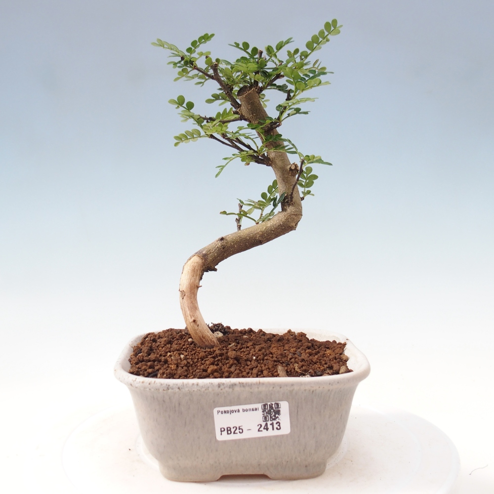 Bonsai do wnętrz - Zantoxylum piperitum - Mięta pieprzowa