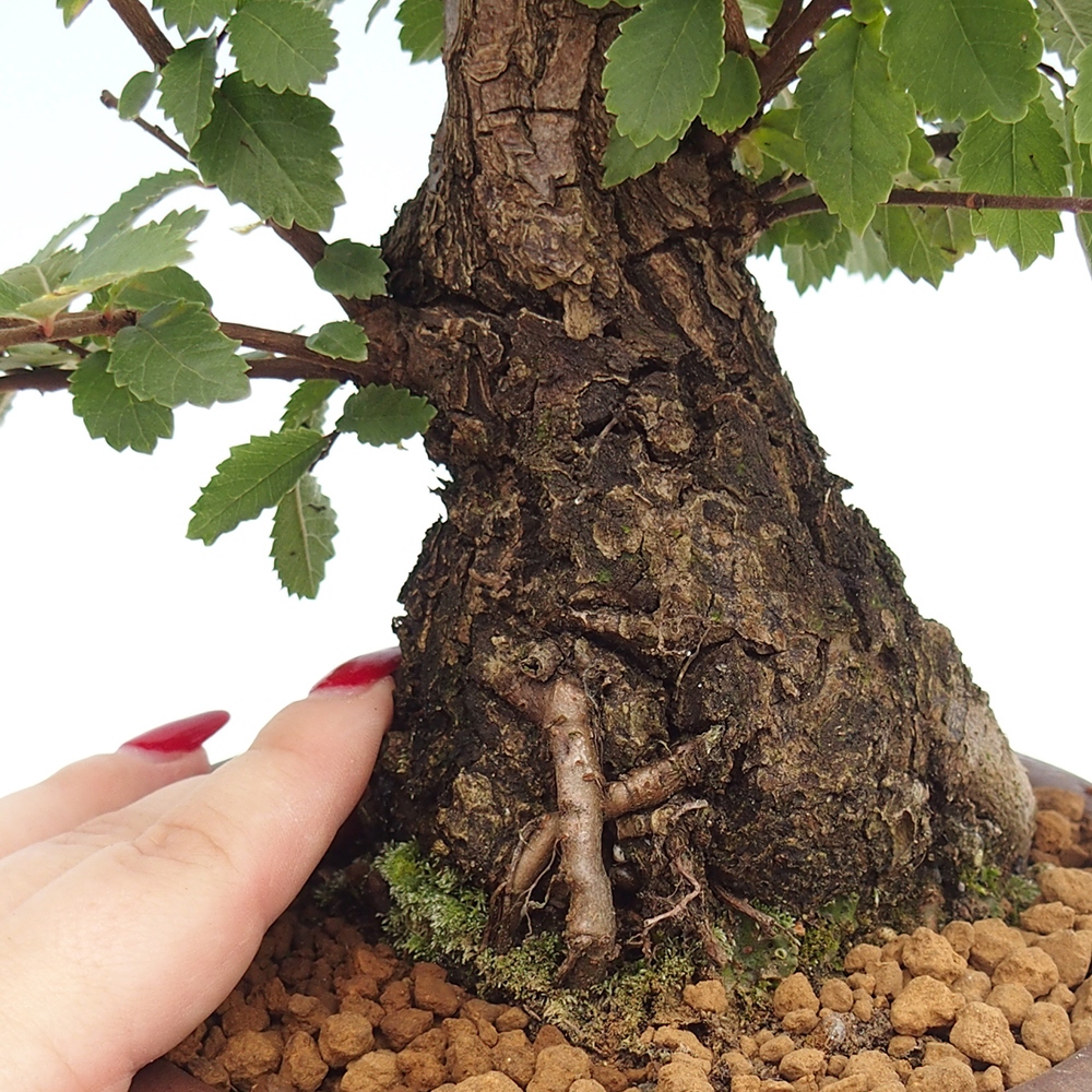 Bonsai zewnętrzne - Zelkova - Zelkova NIRE