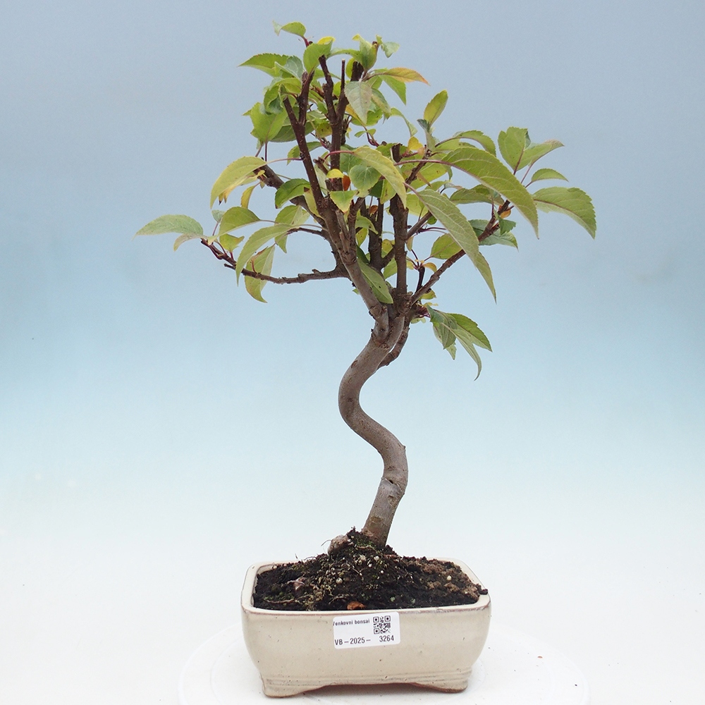 Bonsai plenerowe - Malus Halliana - Jabłoń drobnoowocowa