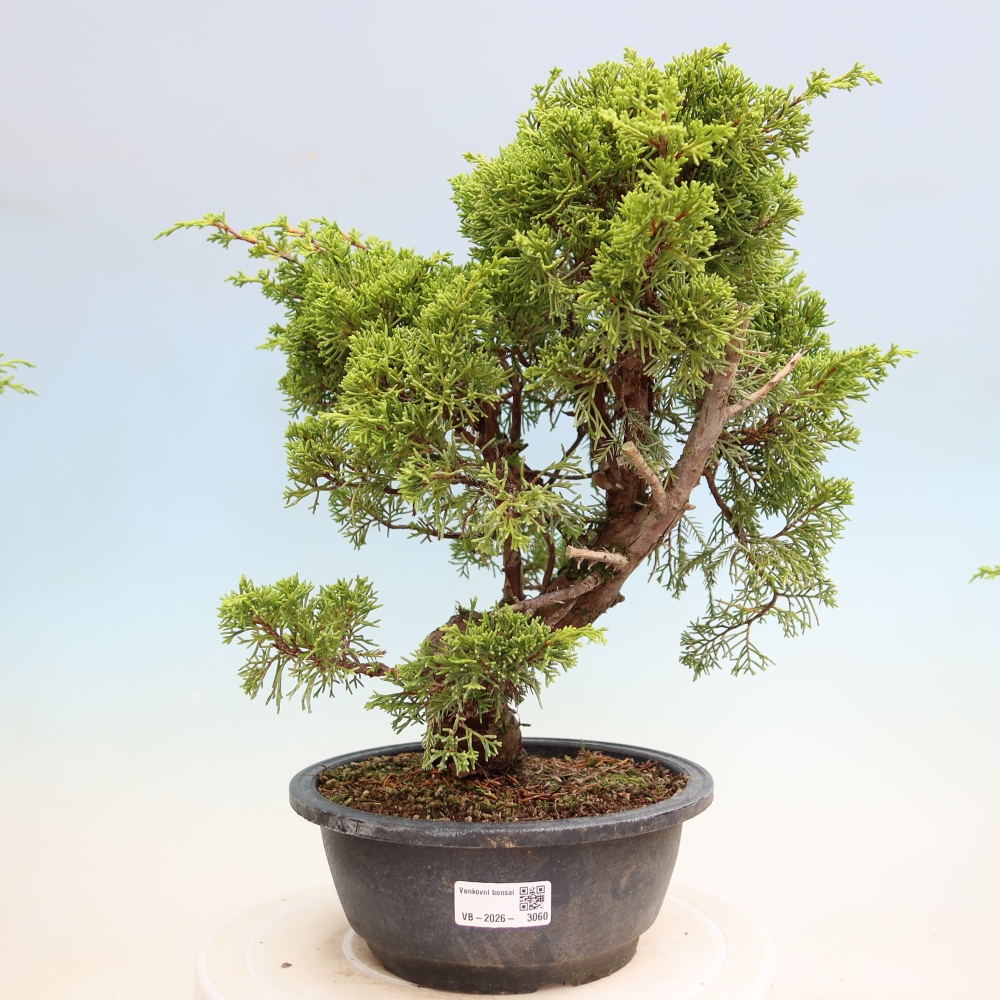 Bonsai ogrodowe – Juniperus chinensis Itoigawa – jałowiec chiński
