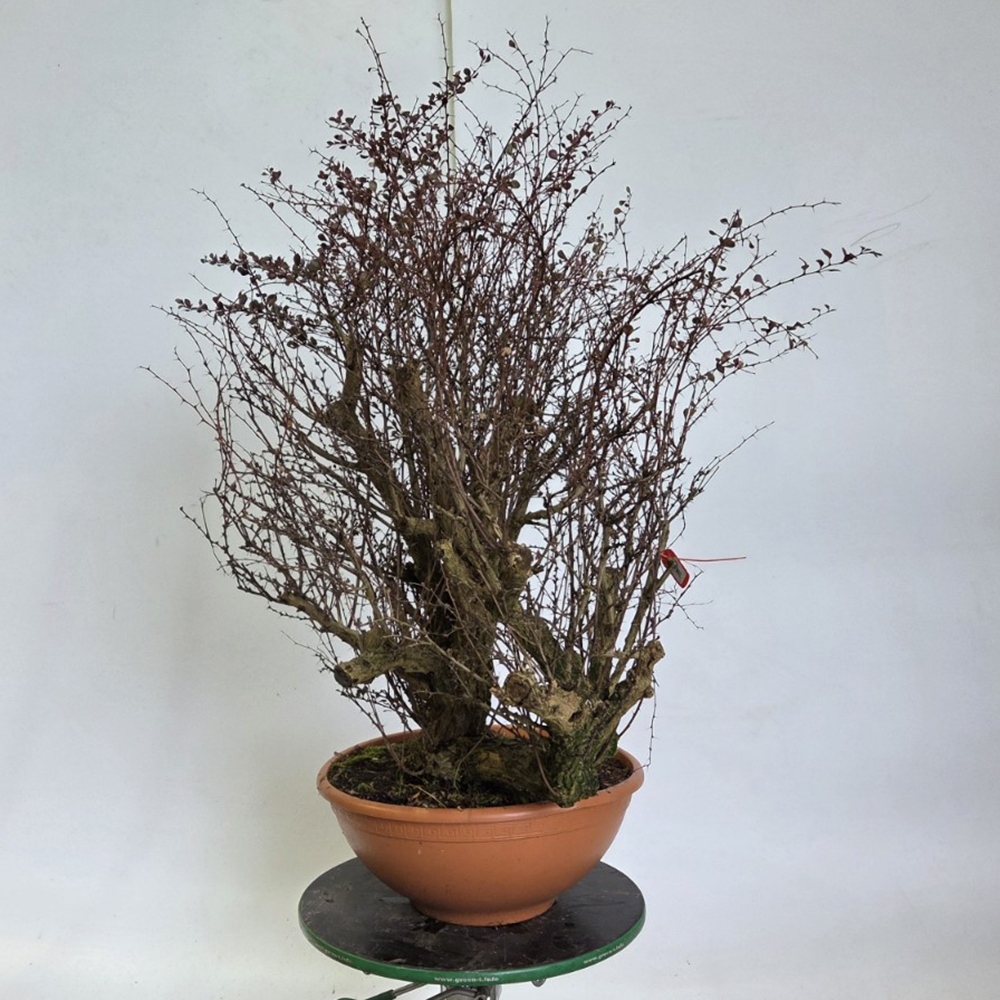 Zewnętrzne bonsai - Berberys - Berberis thunbergii atropurpurea