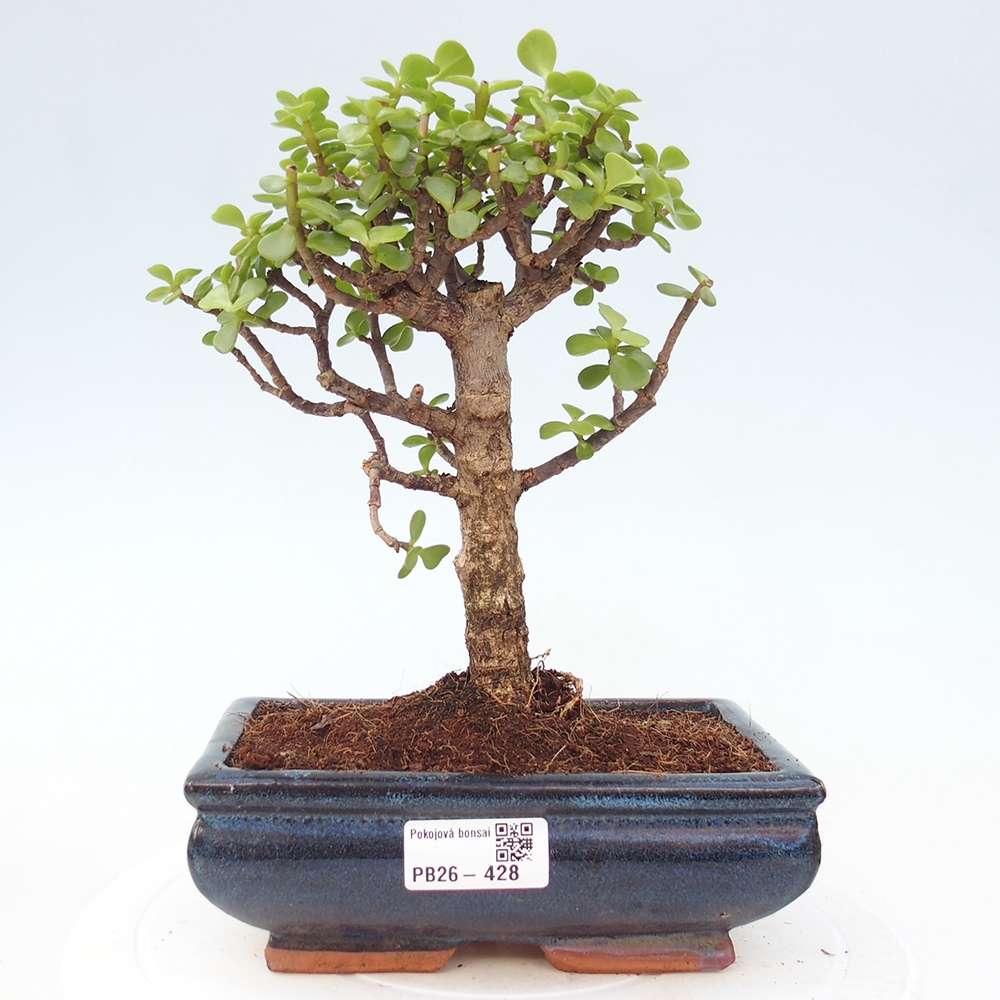 Pokój bonsai - Portulakaria Afra - Tlustice