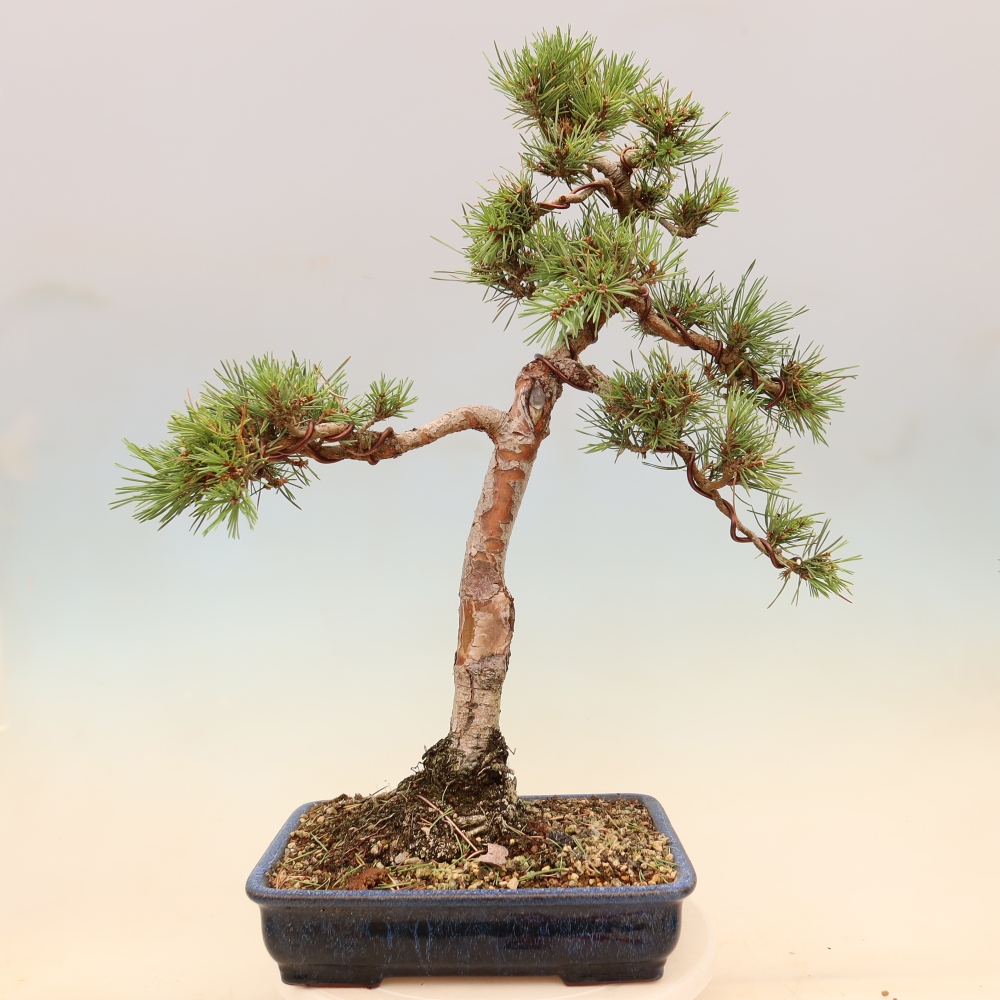 Bonsai ogrodowe – Pinus Sylvestris Watererri – sosna leśna